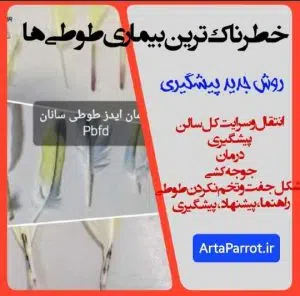 ایدز طوطی درمان، دلروی پر کنی طوطی،عروس هلندی، کاسکو، pbfd درمان