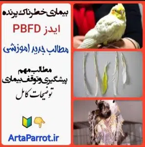 درمان بیماری پ ب اف دی pbfd، ایدز طوطی درمان