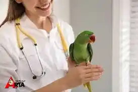 بیماری پرنده