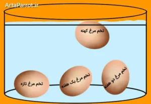 تشخیص تخم مرغ سالم با فاسد، تخم مرغ تازه و کهنه 