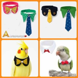 کراوات،پاپیون طوطی، 2 عد