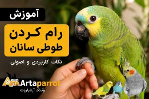 اموزش رام کردن پرنده طوطی