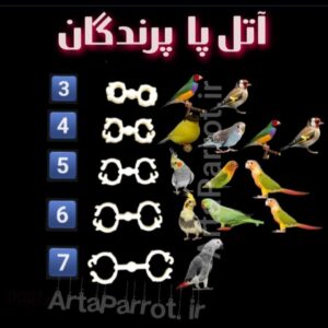 اتل پا پرندگان